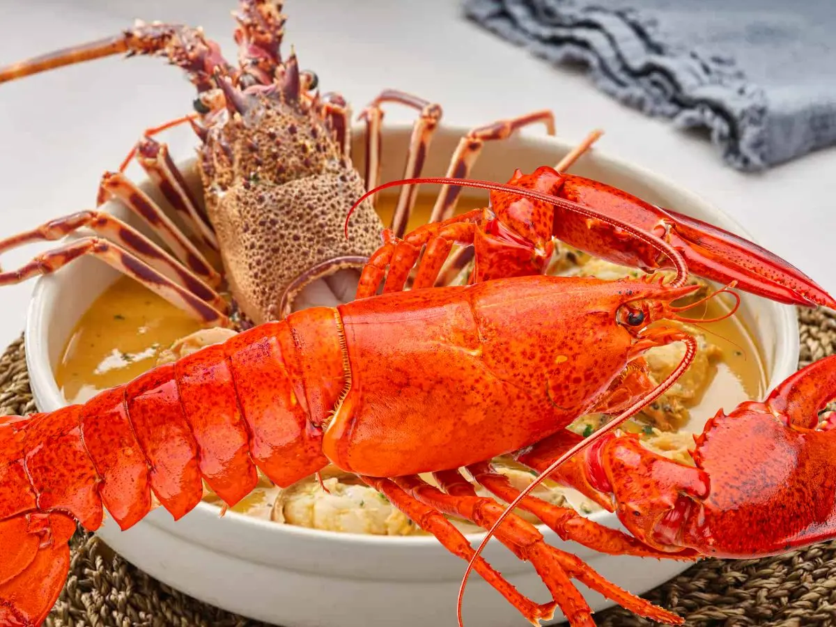 Esta temporada de langosta es ideal para usar este ingrediente marino en platillos tradicionales de la cocina yucateca durante el verano.- Fuente Canva