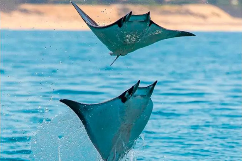 Foto: Baja Shark Experience.