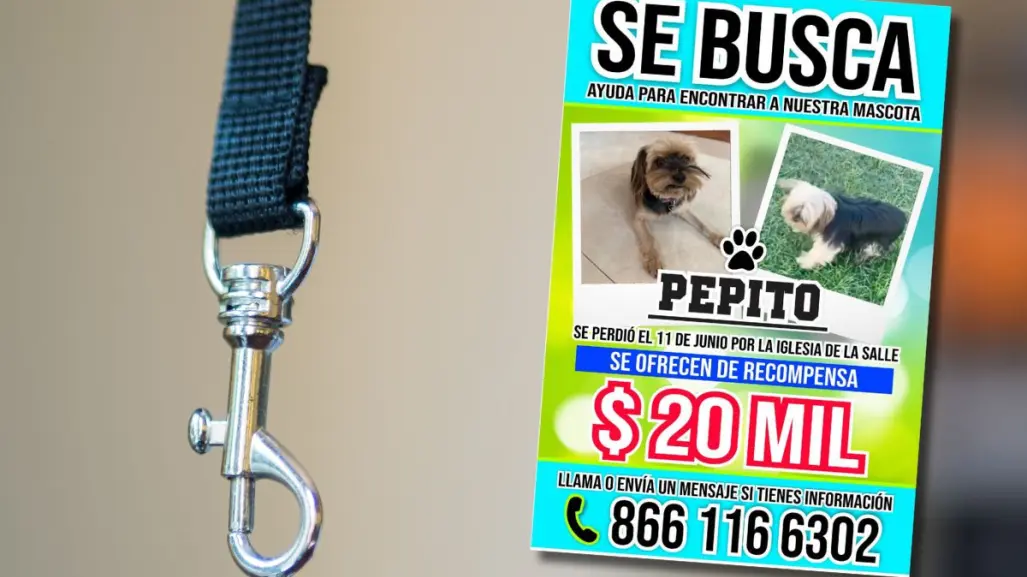 Ofrecen 20 mil pesos por hallar a Pepito, perrito perdido en Monclova