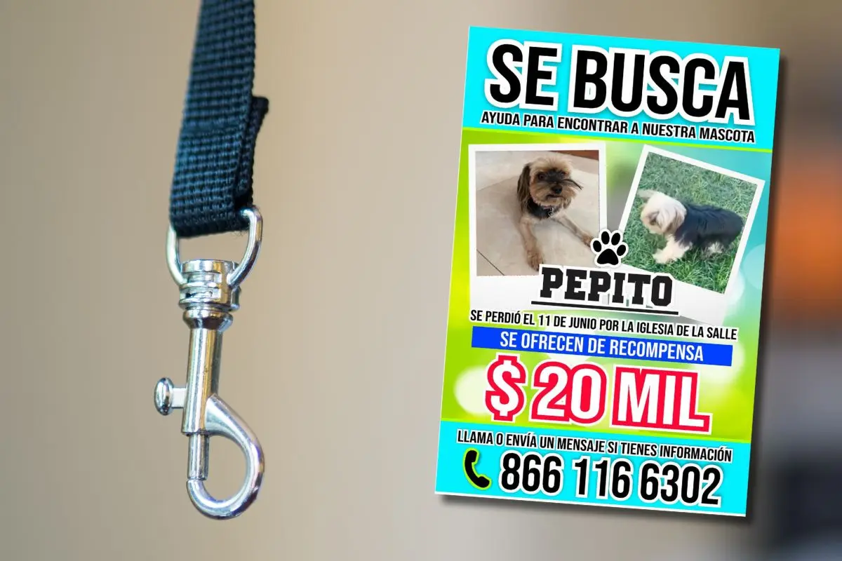 Perro perdido en Monclova conmociona las redes sociales / Foto: FB Evelyn Cadena | Canva