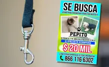 Ofrecen 20 mil pesos por hallar a Pepito,  perrito perdido en Monclova 