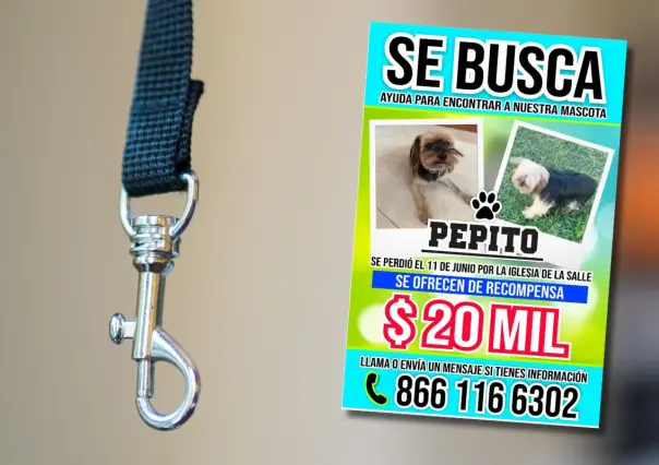 Ofrecen 20 mil pesos por hallar a Pepito,  perrito perdido en Monclova 