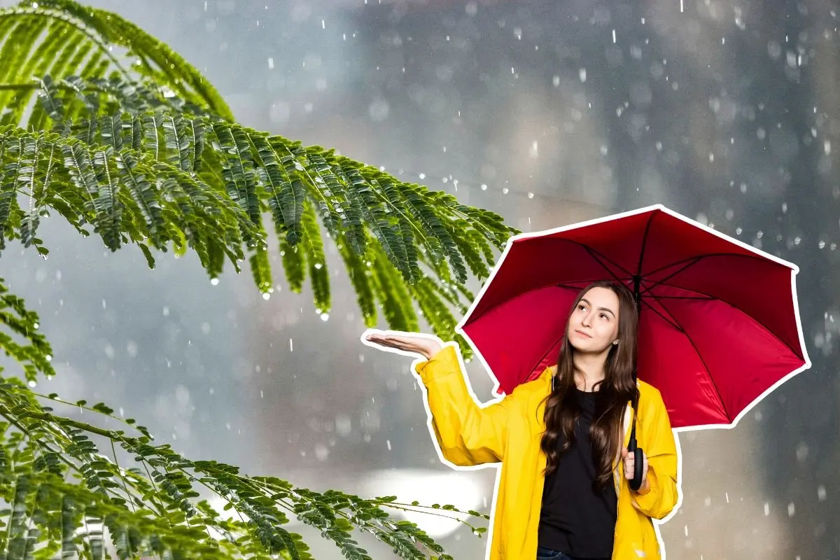 Durante este lunes, autoridades estatales emitieron un aviso de corto plazo ante la presencia de lluvias intensas. Foto: CANVA / Freepik