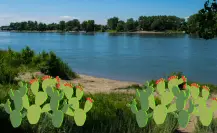 El famoso río de Durango que recibió su nombre por la abundante planta nativa que crece junto a el
