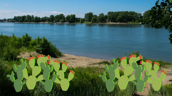 El famoso río de Durango que recibió su nombre por la abundante planta nativa que crece junto a el