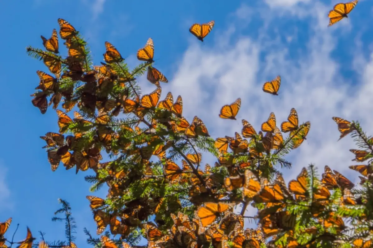 Santuario de mariposas monarca en el Edomex. Foto: X(@dz0_mal)