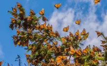 Conoce el pueblo olvidado en el Edomex en el que hay un santuario de Mariposas Monarca