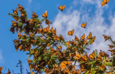 Conoce el pueblo olvidado en el Edomex en el que hay un santuario de Mariposas Monarca