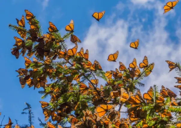 Conoce el pueblo olvidado en el Edomex en el que hay un santuario de Mariposas Monarca