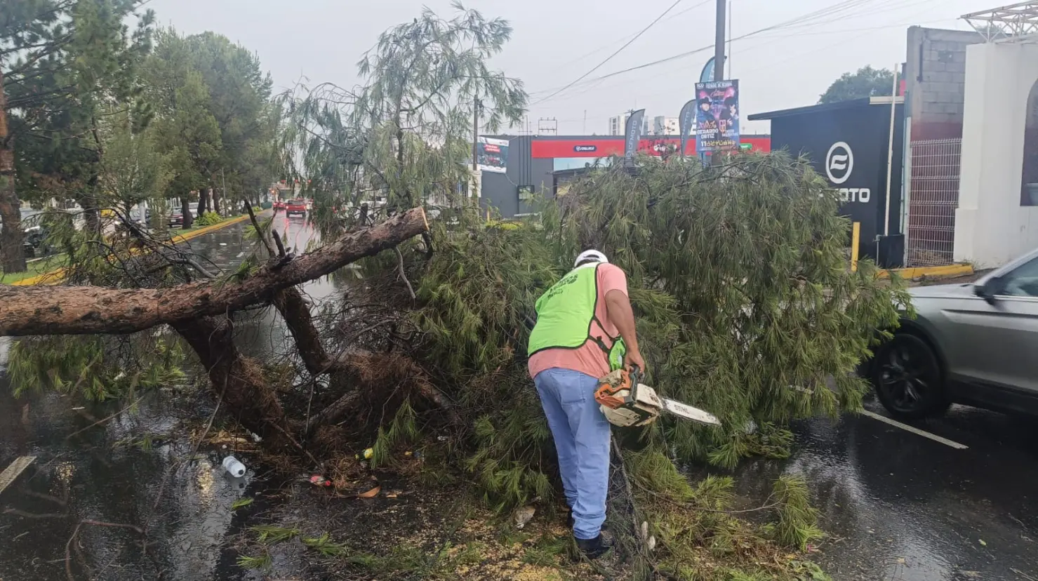 Árboles caídos en Saltillo. Foto de protección civil.