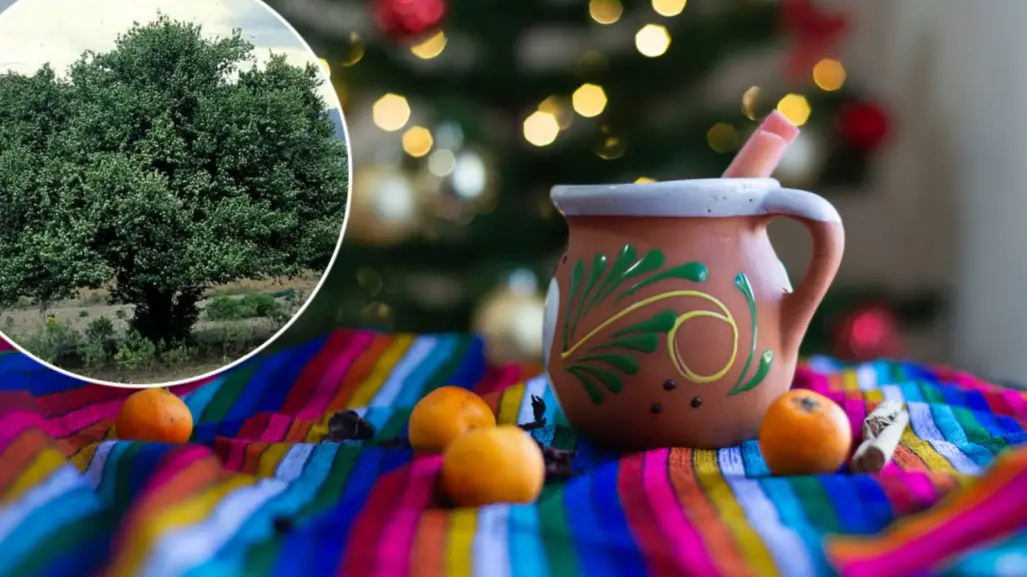 El árbol nativo de Durango cuyo fruto se utiliza en los ponches navideños