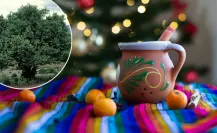 El árbol nativo de Durango cuyo fruto se utiliza en los ponches navideños