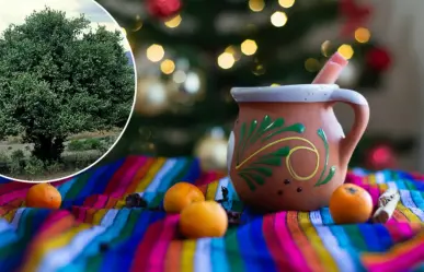 El árbol nativo de Durango cuyo fruto se utiliza en los ponches navideños