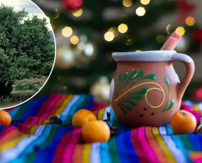 El árbol nativo de Durango cuyo fruto se utiliza en los ponches navideños