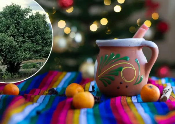 El árbol nativo de Durango cuyo fruto se utiliza en los ponches navideños