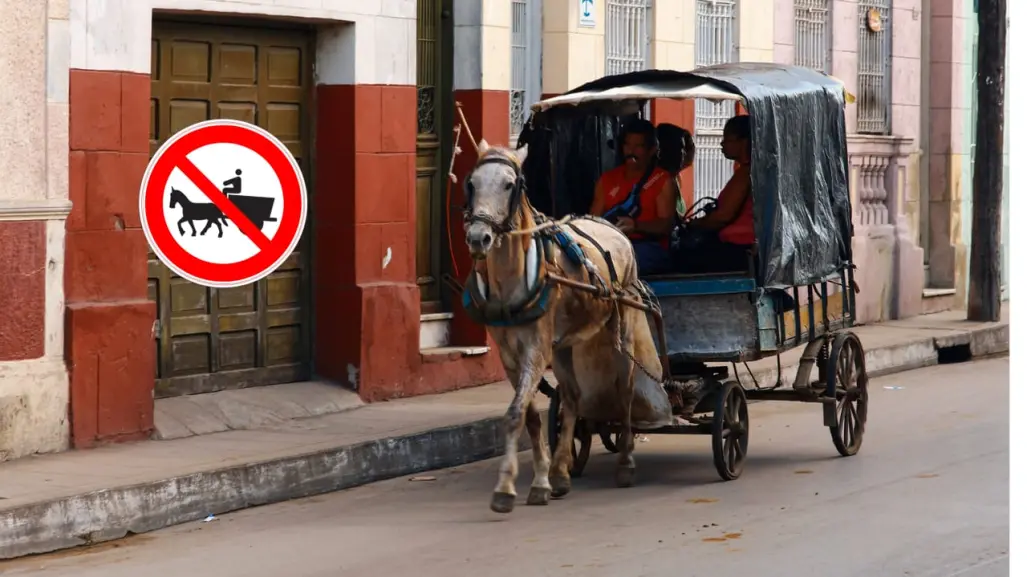 La razón por la que los caballos no pueden ni deben cargar carretas con escombro en Durango
