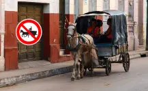 La razón por la que los caballos no pueden ni deben cargar carretas con escombro en Durango
