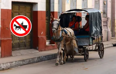 La razón por la que los caballos no pueden ni deben cargar carretas con escombro en Durango