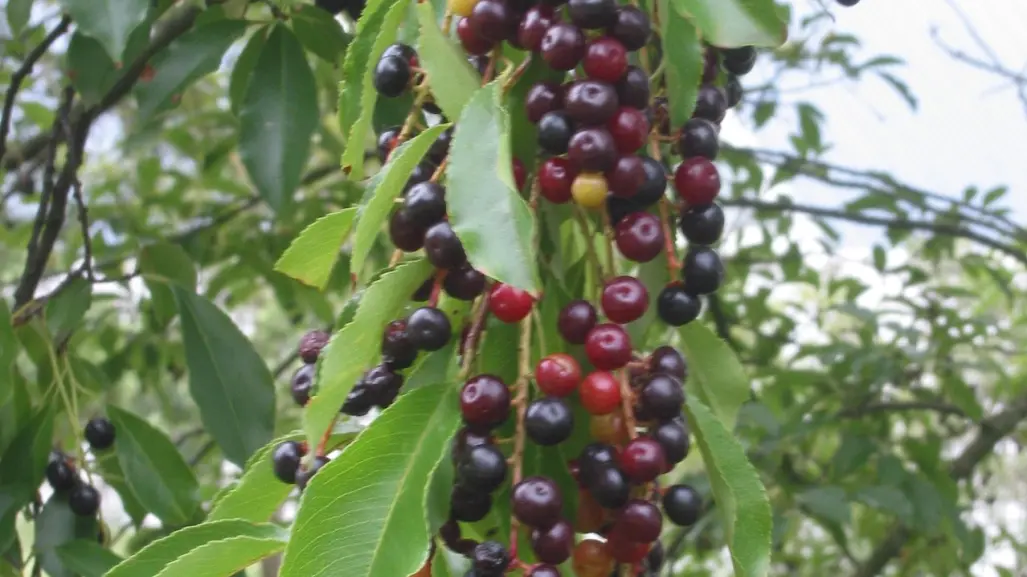 El árbol nativo de Durango cuyo fruto es primo de la cereza, pero conocido con otro nombre