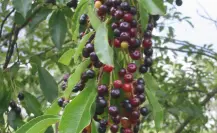 El árbol nativo de Durango cuyo fruto es primo de la cereza, pero conocido con otro nombre