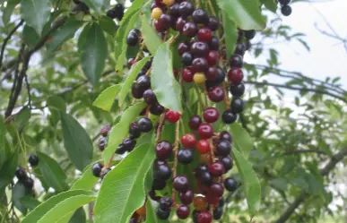 El árbol nativo de Durango cuyo fruto es primo de la cereza, pero conocido con otro nombre