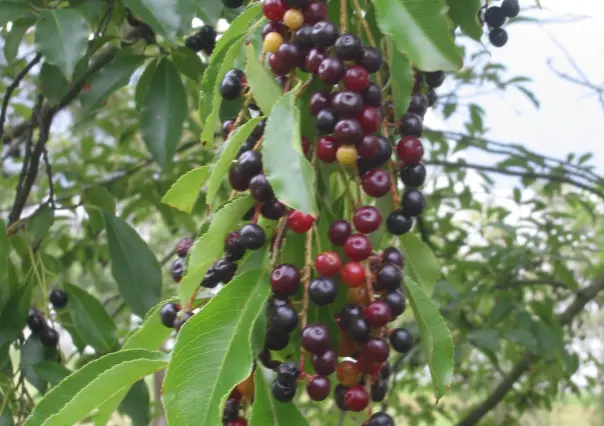 El árbol nativo de Durango cuyo fruto es primo de la cereza, pero conocido con otro nombre