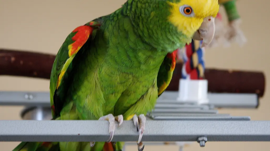 Este animal nativo de Tamaulipas está en peligro de extinción por tráfico ilegal