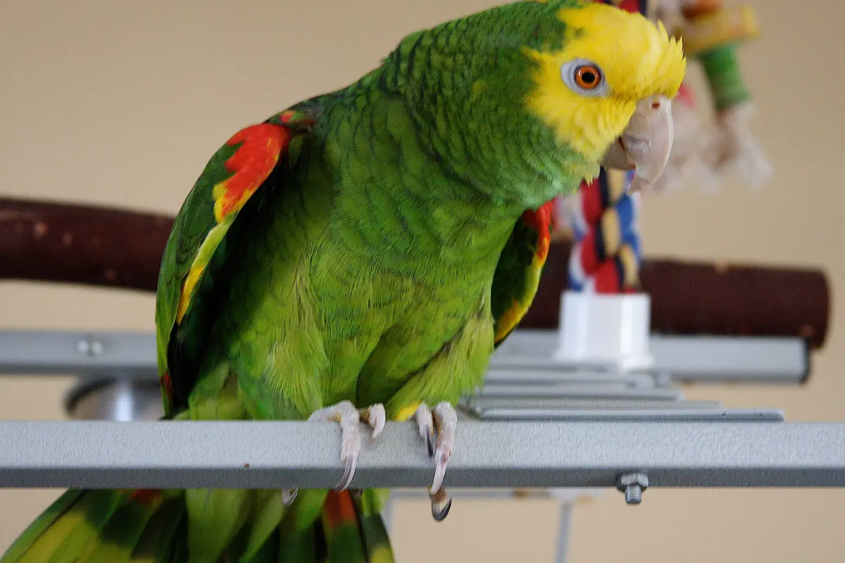 Descubre la situación del loro cabeza amarilla en Tamaulipas, amenazado por tráfico ilegal y caza masiva
