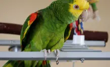 Este animal nativo de Tamaulipas está en peligro de extinción por tráfico ilegal