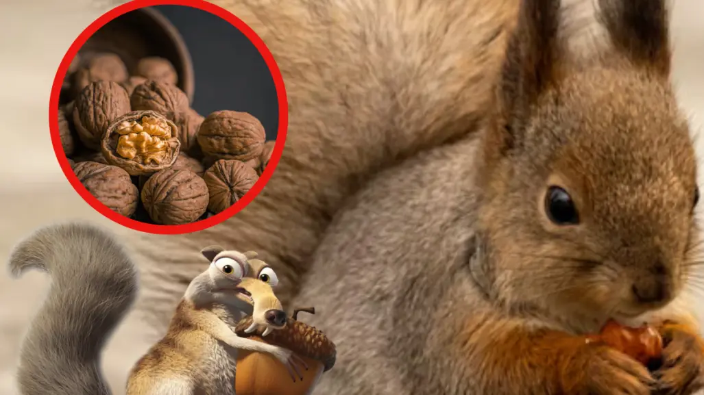 Este animal nativo de Tamaulipas entierra nueces para almacenarlas