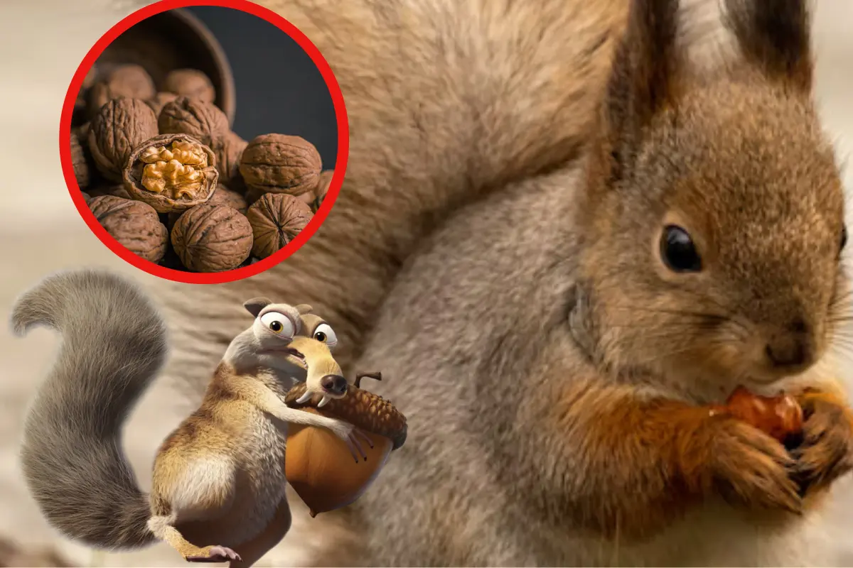 Conoce la astucia de la ardilla de Tamaulipas para almacenar nueces y frutos. Descubre su inteligencia en la naturaleza