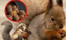 Este animal nativo de Tamaulipas entierra nueces para almacenarlas
