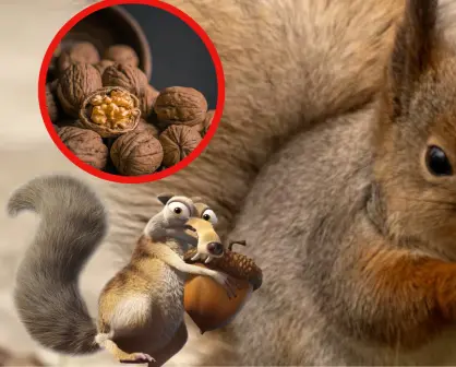 Este animal nativo de Tamaulipas entierra nueces para almacenarlas
