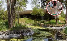 Exploradores del Bosque: talleres y excursiones gratis en Chapultepec para niños y adolescentes