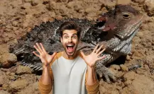 El animal nativo de Durango que parece salido de la época de los dinosaurios