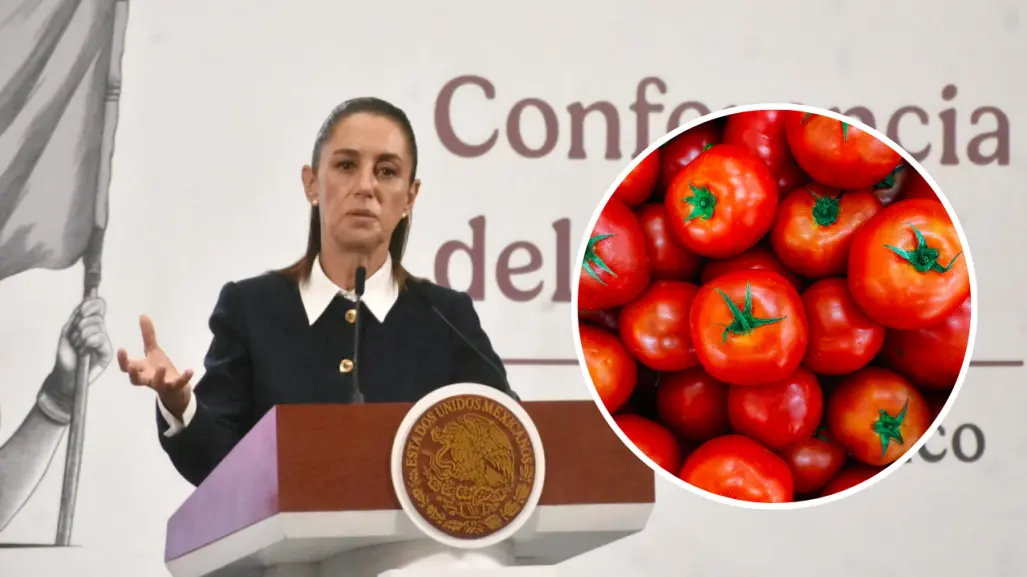 Claudia Sheinbaum prepara estrategia para jitomateros mexicanos por aranceles de EU