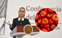 Claudia Sheinbaum prepara estrategia para jitomateros mexicanos por aranceles de EU