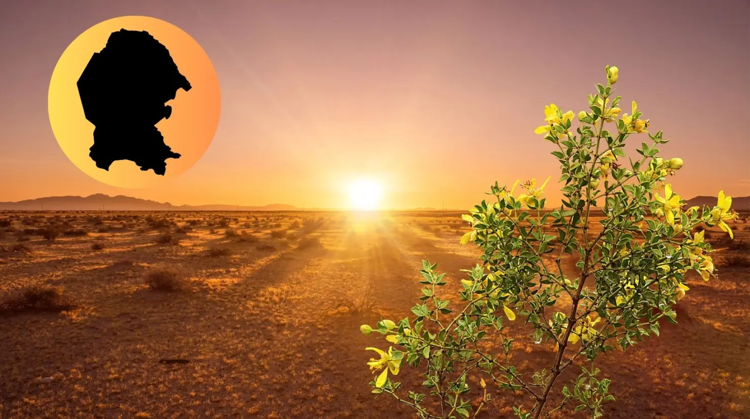 La gobernadora es una de las plantas que mejor resiste el desierto de Coahuila según la IA. (Fotografía: Flickr | Canva)