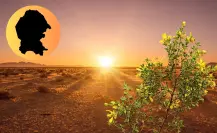 Estas son las 3 plantas que sobreviven mejor en el desierto de Coahuila según la IA