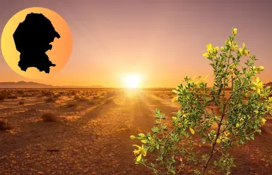 Estas son las 3 plantas que sobreviven mejor en el desierto de Coahuila según la IA