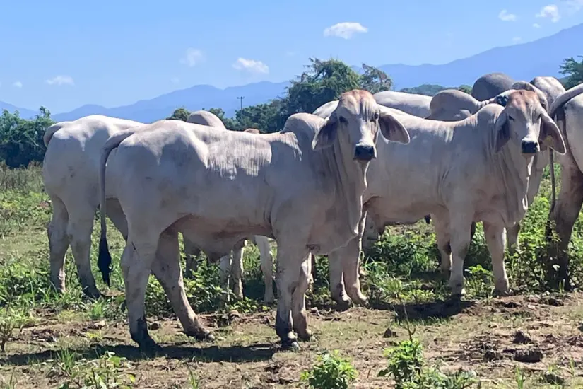 Ganado Brahman. Foto: Mundo del Brahman