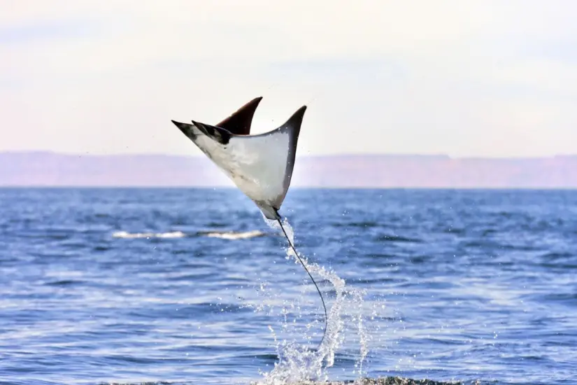 Foto: Mantarraya Advocates