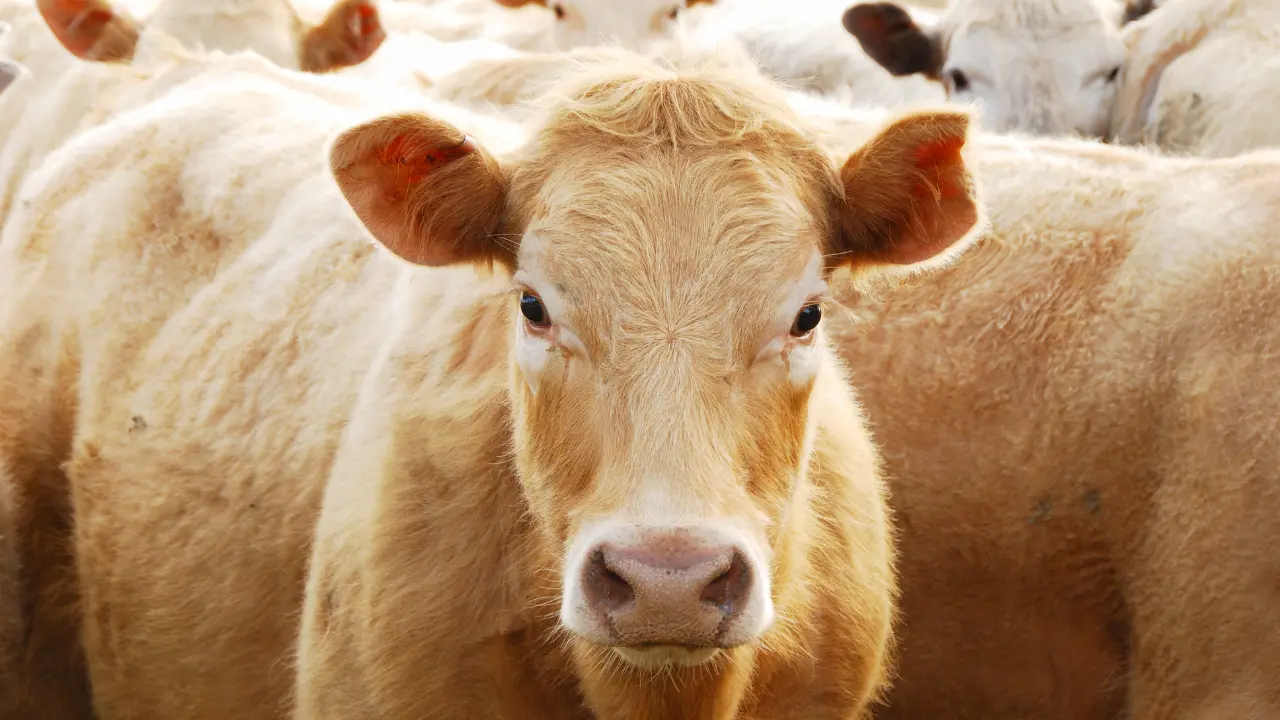 Los ganaderos de Durango están preocupados por la importación de animales de Nicaragua. Foto: Canva.