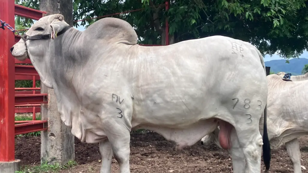 Esta es la raza de ganado que dominó por décadas el campo en Tamaulipas