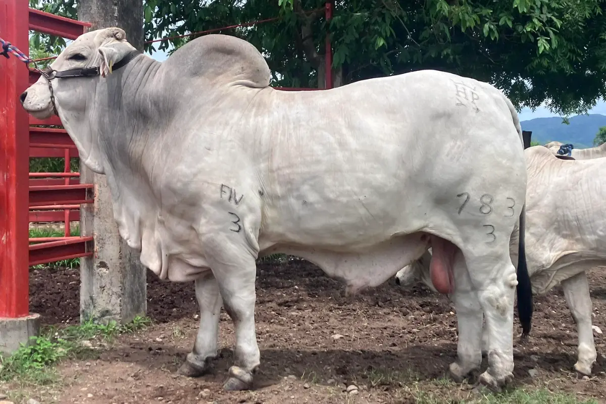 El ganado Brahman llegó a ser uno de los más producidos en Tamaulipas. Foto: Ramón Sánchez