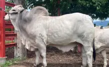 Esta es la raza de ganado que dominó por décadas el campo en Tamaulipas