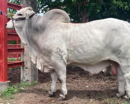 Esta es la raza de ganado que dominó por décadas el campo en Tamaulipas