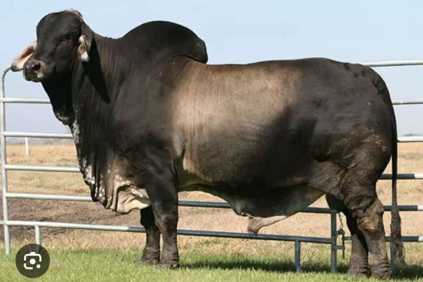 Semental Brahman. Foto: Mundo del Brahman