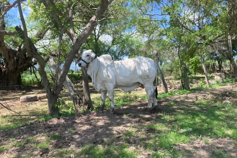 Aunque aún se cría en Tamaulipas, el ganado Brahman ha ido perdiendo popularidad entre los productores pecuarios. Foto: Mundo del Brahman