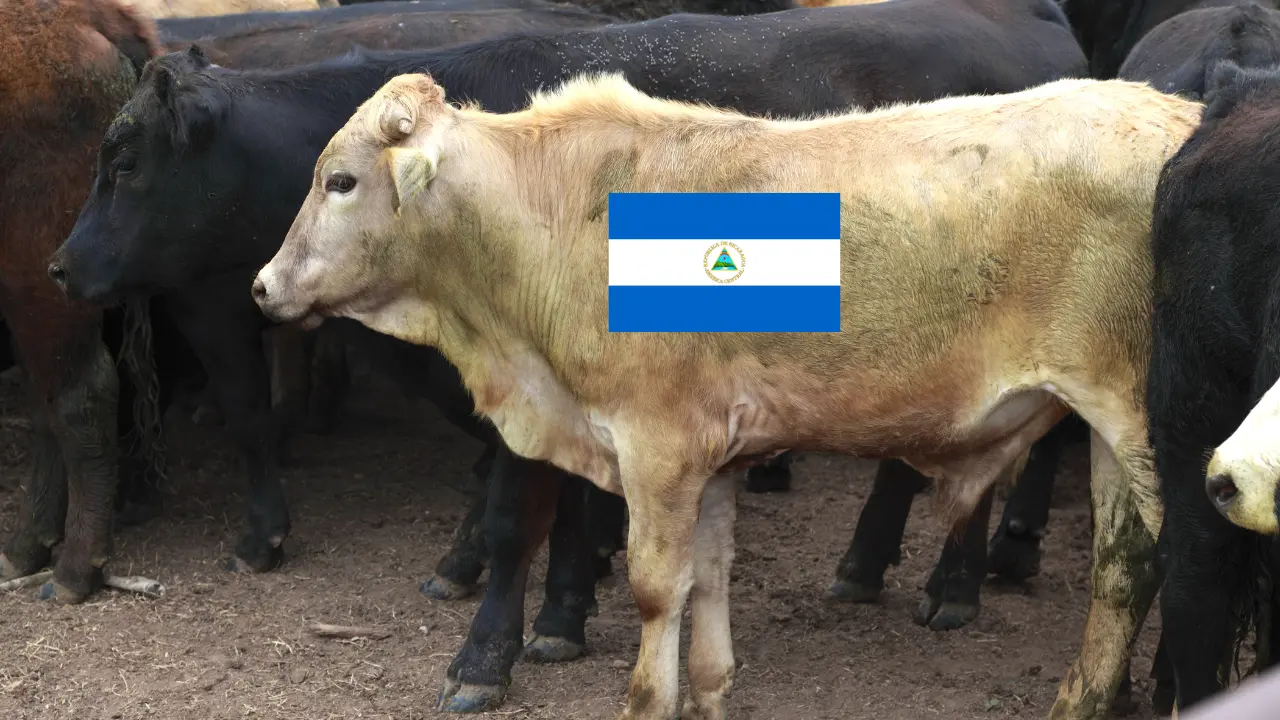 Piden productores de ganado detener exportación de bovinos provenientes de Nicaragua. Foto: Especial.